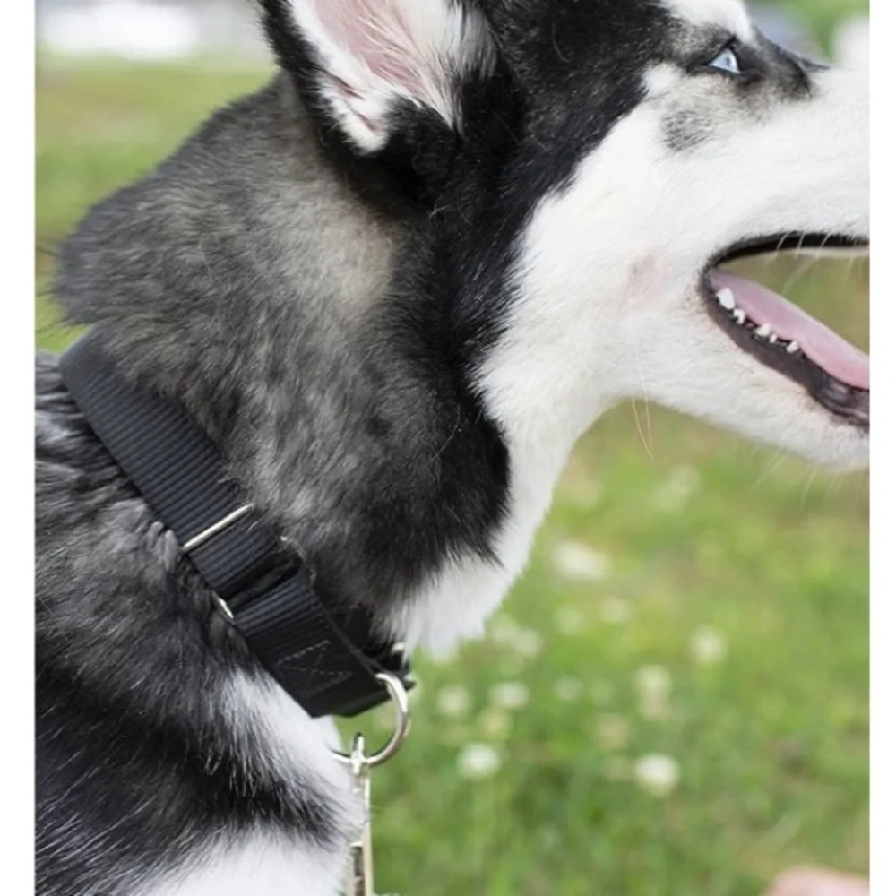 Country Brook Design - Martingale Heavyduty Nylon Dog Collar (XL 1” Wide Black)